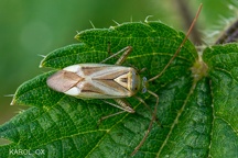Adelphocoris lineolatus (7)